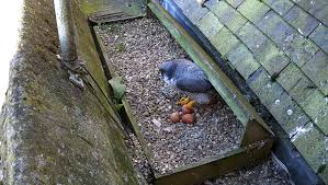 Image result for Herts Falcons