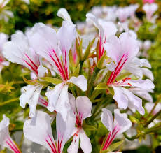Attēlu rezultāti vaicājumam “Geraniaceae”