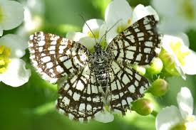 Attēlu rezultāti vaicājumam “Chiasmia clathrata”