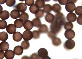 Attēlu rezultāti vaicājumam “Physarum bitectum”