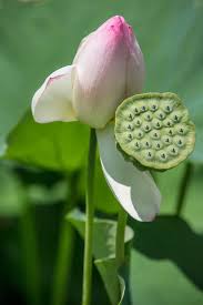 Attēlu rezultāti vaicājumam “Lotus sp. bud”