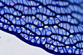 Attēlu rezultāti vaicājumam “Sphagnum russowii”