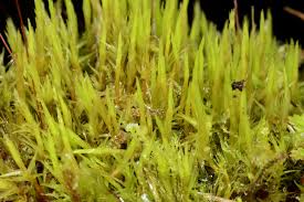 Attēlu rezultāti vaicājumam “Dicranum bonjeanii”