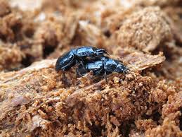 Attēlu rezultāti vaicājumam “Ceruchus chrysomelinus”