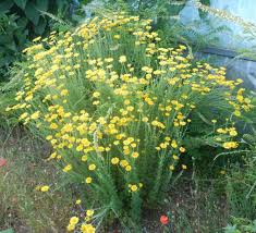 Attēlu rezultāti vaicājumam “Anthemis tinctoria flower”