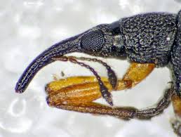 Attēlu rezultāti vaicājumam “Protapion sp.”