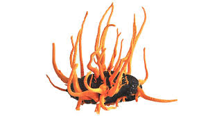 Attēlu rezultāti vaicājumam “Cordyceps stylophora”