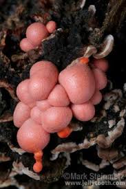 Attēlu rezultāti vaicājumam “Lycogala cf. oleocrystalliferum young”