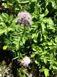 Attēlu rezultāti vaicājumam “Valerianaceae”