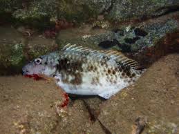 Image result for Sparisoma cretense