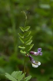 Attēlu rezultāti vaicājumam “Vicia sepium flower”