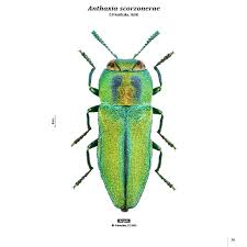 Attēlu rezultāti vaicājumam “Buprestidae”