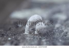 Attēlu rezultāti vaicājumam “Arcyria cinerea young”