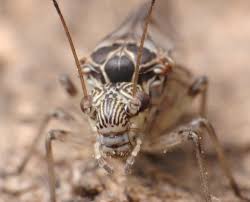 Attēlu rezultāti vaicājumam “Psococerastis gibbosa”