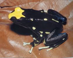 Attēlu rezultāti vaicājumam “Diderma tigrinum”