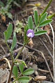 Attēlu rezultāti vaicājumam “Vicia lathyroides”