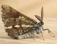 Attēlu rezultāti vaicājumam “Bupalus piniaria male”