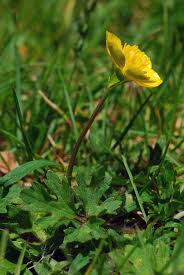Attēlu rezultāti vaicājumam “Ranunculus bulbosus”