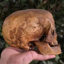 Image result for elongated skulls