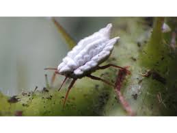 Attēlu rezultāti vaicājumam “Orthezia urticae”