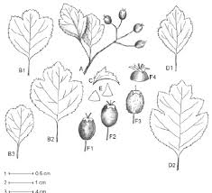 Attēlu rezultāti vaicājumam “Crataegus x macrocarpa leaf”
