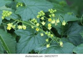 Attēlu rezultāti vaicājumam “Bryonia alba”