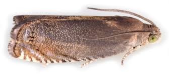 Attēlu rezultāti vaicājumam “Cribraria ferruginea macro”