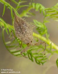 Attēlu rezultāti vaicājumam “Nepa cinerea imago”