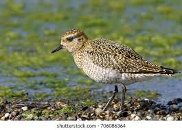 Attēlu rezultāti vaicājumam “Pluvialis apricaria adult”