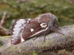 Attēlu rezultāti vaicājumam “Eriogaster lanestris”