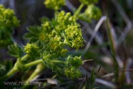 Attēlu rezultāti vaicājumam “Alchemilla vulgaris aggr. leaf”