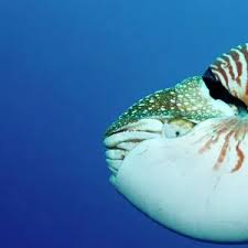 Image result for Stenotomus chrysops