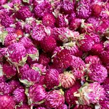 Image result for Kugelamarant