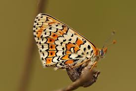 Attēlu rezultāti vaicājumam “Melitaea cinxia”