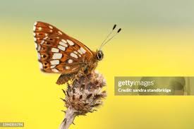 Attēlu rezultāti vaicājumam “Hamearis lucina”