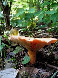 Attēlu rezultāti vaicājumam “Lactarius deliciosus”