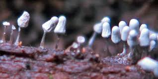 Attēlu rezultāti vaicājumam “Arcyria cinerea young”