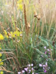 Attēlu rezultāti vaicājumam “Arenaria procera leaf”