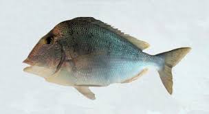 Image result for Calamus nodosus