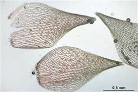 Attēlu rezultāti vaicājumam “Sphagnum russowii”