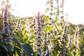 Attēlu rezultāti vaicājumam “Leonurus cardiaca flower”