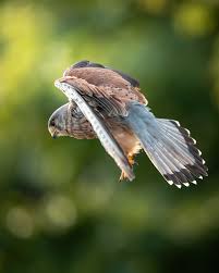 Attēlu rezultāti vaicājumam “Falco tinnunculus adult”