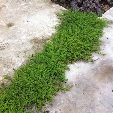 Attēlu rezultāti vaicājumam “Herniaria glabra flower”