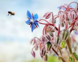 Attēlu rezultāti vaicājumam “Borago officinalis flower”