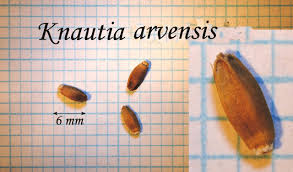 Attēlu rezultāti vaicājumam “Knautia arvensis fruit”