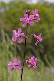 Attēlu rezultāti vaicājumam “Silene viscaria”