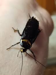 Image result for periplaneta americana