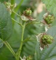 Attēlu rezultāti vaicājumam “Rubus nessensis”
