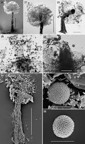 Attēlu rezultāti vaicājumam “Dianema nivale sessile”