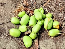 Attēlu rezultāti vaicājumam “Galanthus nivalis fruit”